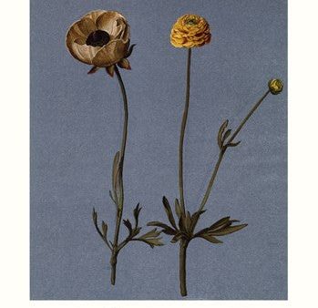 Poppies on Sale