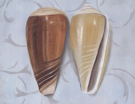 Cone Shells For Sale