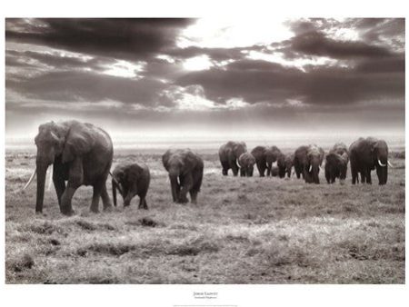 Amboseli Elephants Discount