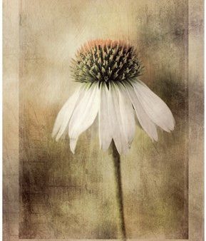 Echinacea Discount