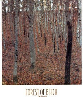 Forest of Beech Trees Online Hot Sale