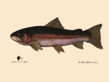 Steelhead Trout Hot on Sale