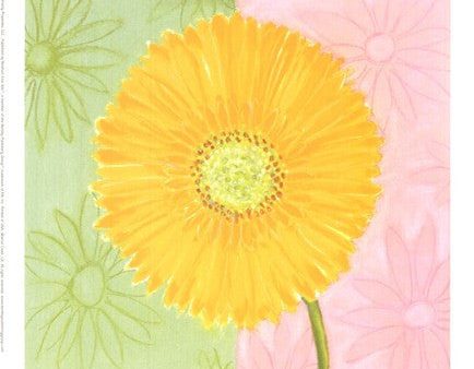 Yellow Daisy For Sale