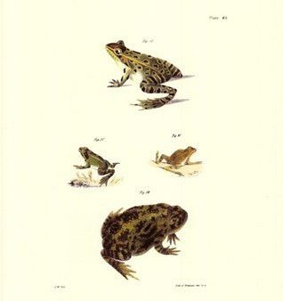 Antique Frogs II Supply