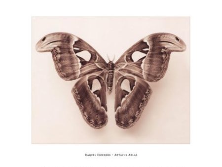 Attacus Atlas Online now